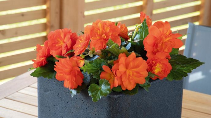 Begonia tuberhybrida NONSTOP® Sunset (Benary).
